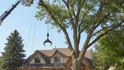 Arborists using bucket truck for large tree removal at residential property in Aurora, CO