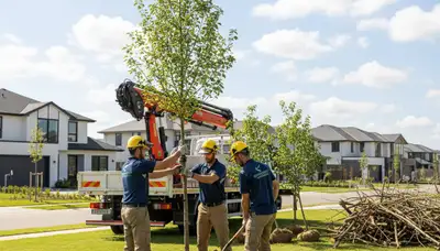 Arborist planting new tree in Aurora CO yard for Chop Chop Tree professional tree service