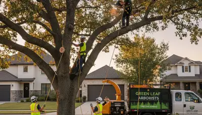 Arborist pruning oak tree branches in Aurora, CO for expert residential tree care