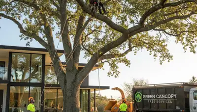 Professional tree removal crew clearing a hazardous oak in Aurora, CO for safe property maintenance