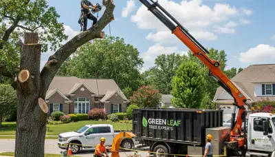 Professional tree removal service in Aurora, CO by Chop Chop Tree experts safely clearing large trees