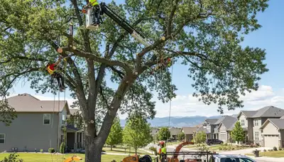 Professional tree removal service in Aurora, CO safely cutting and clearing large residential trees
