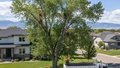 Professional tree removal service in Aurora, CO by certified arborists at Tree Service Aurora