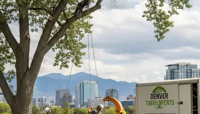 Professional tree removal service in Aurora, CO by certified arborists at Tree Service Aurora