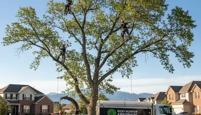 Professional tree removal service in Aurora CO by certified arborists at Tree Service Aurora