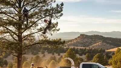 Professional tree removal service in Aurora CO by certified arborists | TreeServiceAurora.com
