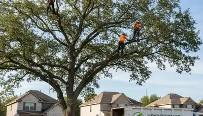 Professional tree removal service crew working in Aurora, CO