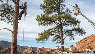 Professional tree removal service in Aurora, CO safely cutting and clearing large residential trees