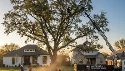 Professional tree removal service crew working safely in Aurora, CO yard