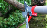 Tree Pruning Services in Aurora CO