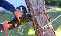 Tree Trimming in Aurora CO